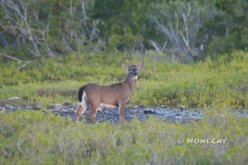 32 inches Tall Key Deer Buck #1