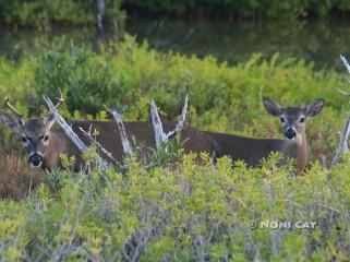 IMG_7476two deer bucks