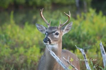 Key Deer Majesty Key Deer Majesty