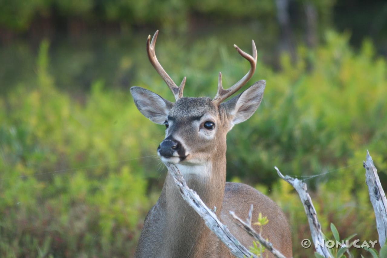 Key Deer Majesty