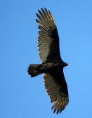 turkey vulture