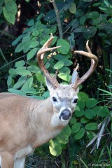 IMG_8001.jpg buck