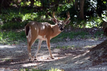 IMG_8009.jpg buck #2