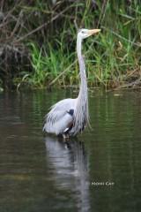 Great Blue Heron