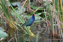 Purple Gallinule