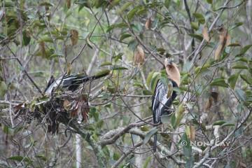 Female in Nest and Male Watching