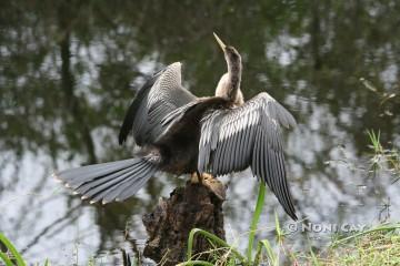 Anhinga