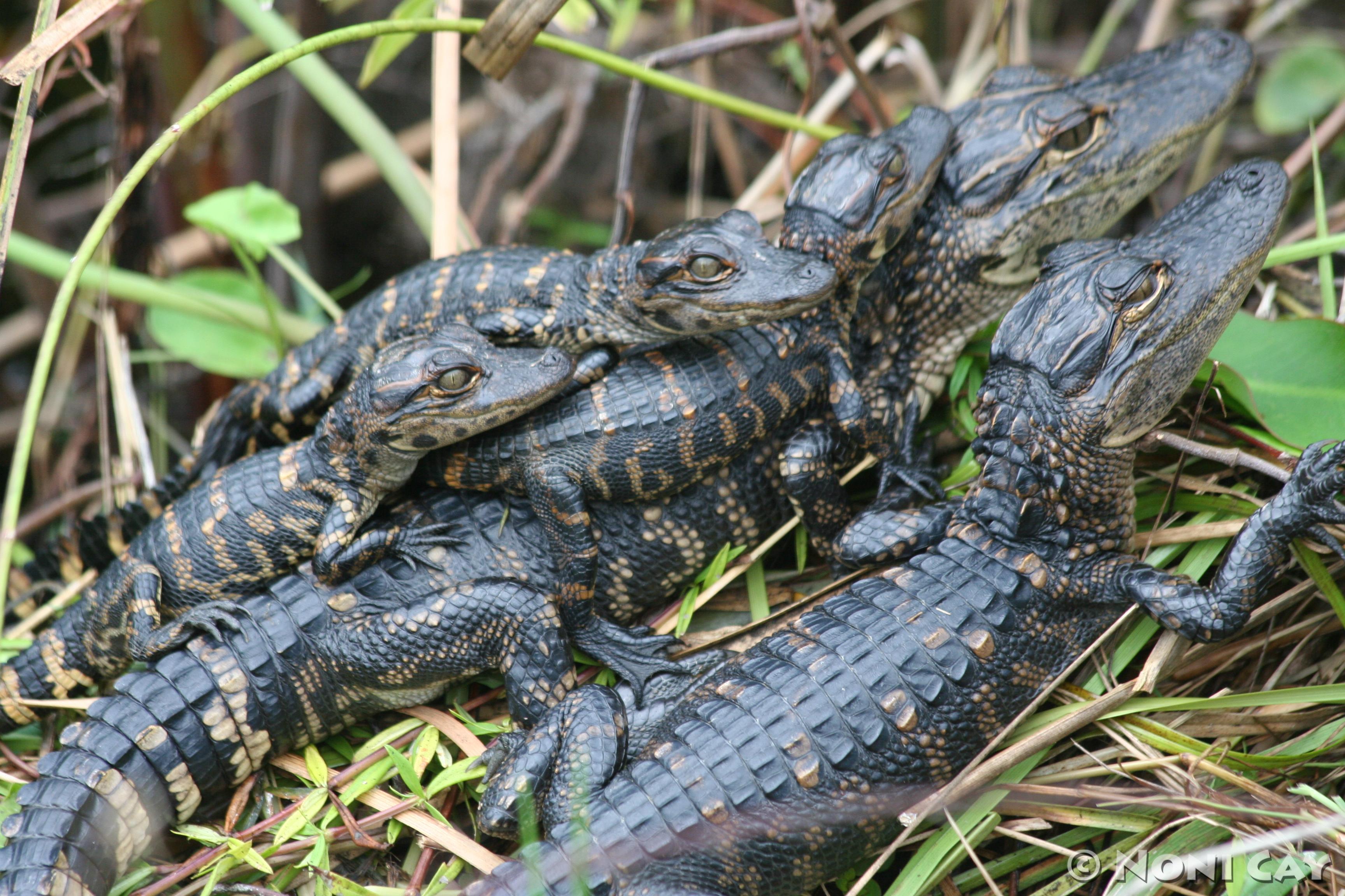 American Alligator Noni Cay Photography