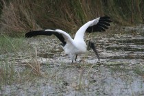 Woodstork