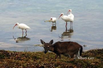 The Skinny Doe and Ibises