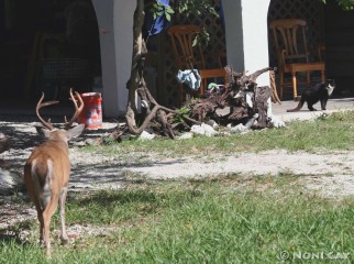 deer and cat