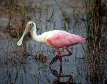 Roseate Spoonbill