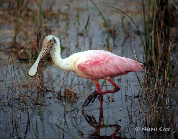 Roseate Spoonbill