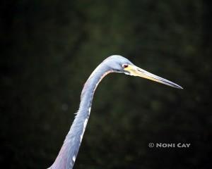 IMG_0035.jpgGreat Blue Heron headshot