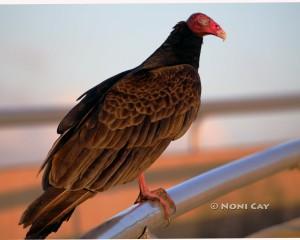 Turkey Vulture