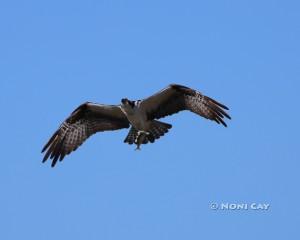 IMG_0356.jpgcropped osprey The Sea Eagle