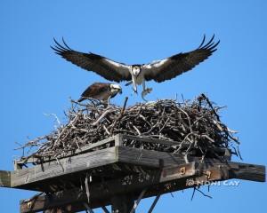 IMG_0357.jpgOsprey Pair Sea Eagles