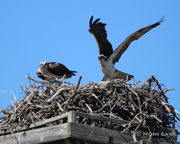 IMG_0372.jpgcropped osprey