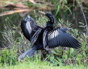 IMG_0745anhinga resize