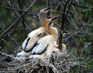 IMG_0875Anhinga babiesresize Anhingas in Nest