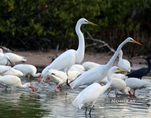 IMG_1451 resize Water Birds