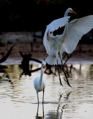 IMG_1494 resized Great White Heron