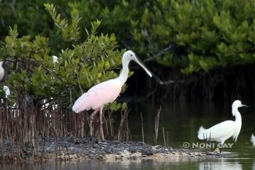 IMG_1621resize2 Roseate Spoonbill