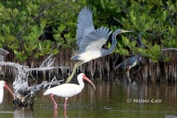 IMG_1671resize Tri-colored Heron and Ibis