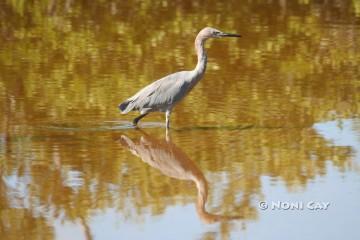 IMG_8856 Reddish Egret