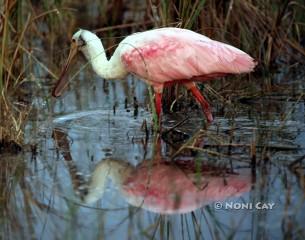 Spoonbill#5 IMG_1099