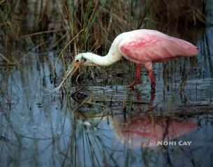 Spoonbill#6 IMG_1098resize