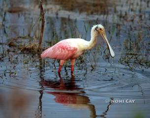 Spoonbill#8 IMG_1087resize