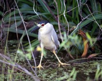 black crowned night heron half scale