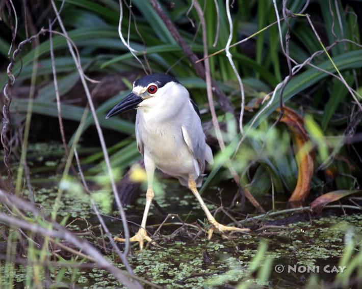 black crowned night heron half scale