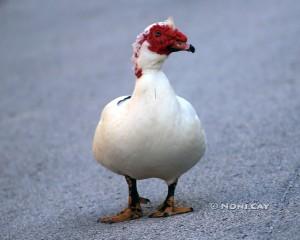 IMG_2245 Muscovy Muscovy Duck