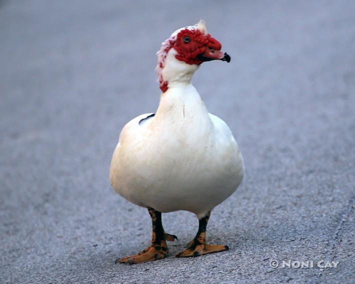 Muscovy Duck