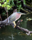 IMG_2389 Green Heron resize