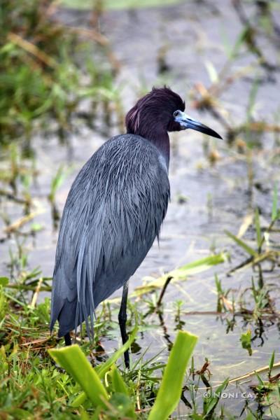 Little Blue Heron