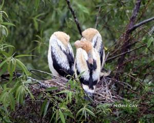 IMG_2428 babiesersize Anhingas in Rain