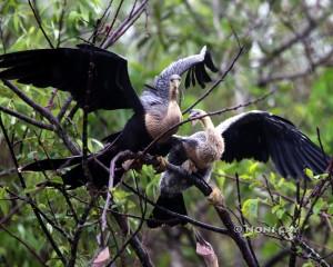 Anhinga Pair Anhingas