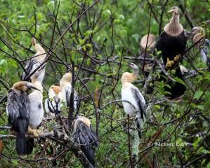 IMG_2464anhinga family resize Anhingas in Tree