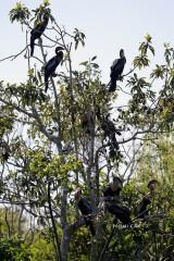 IMG_2760 baby anhingas