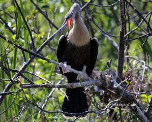 IMG_2764 baby anhinga grown