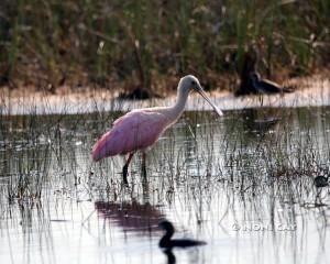 IMG_2818spoonbill