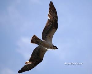 IMG_2821 osprey#6