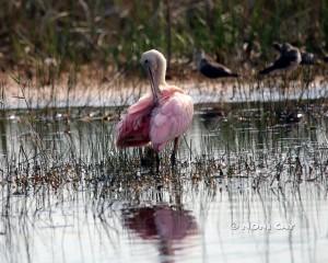 IMG_2851spoonbill