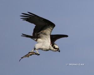 IMG_2860 osprey#5 The Sea Eagle
