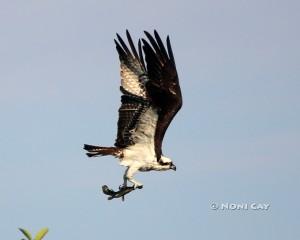 IMG_2861osprey#1 Sea Eagle