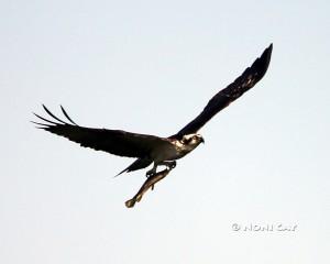 IMG_2864 osprey#2