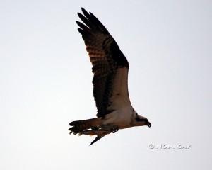 IMG_2871 osprey #3